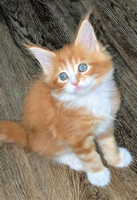 Kitten 9 weeks old for adaption broward county 1026 pic. . Maine coon kittens for sale florida craigslist